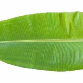 Banana Leaves