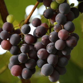 Grapes Black