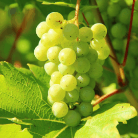 Grapes White