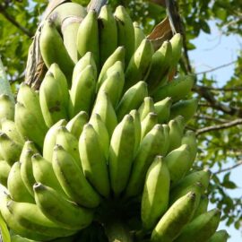 Banana – Rasakathali